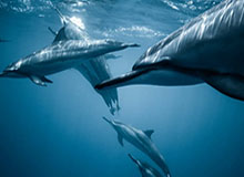 注册观看-九游入口：开启你的极致手游世界